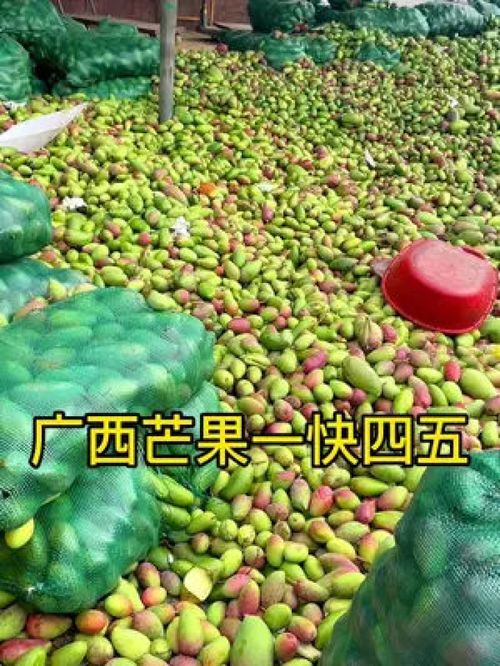 從枝頭到舌尖 百色金煌芒，新鮮應季的優(yōu)質農(nóng)產(chǎn)品